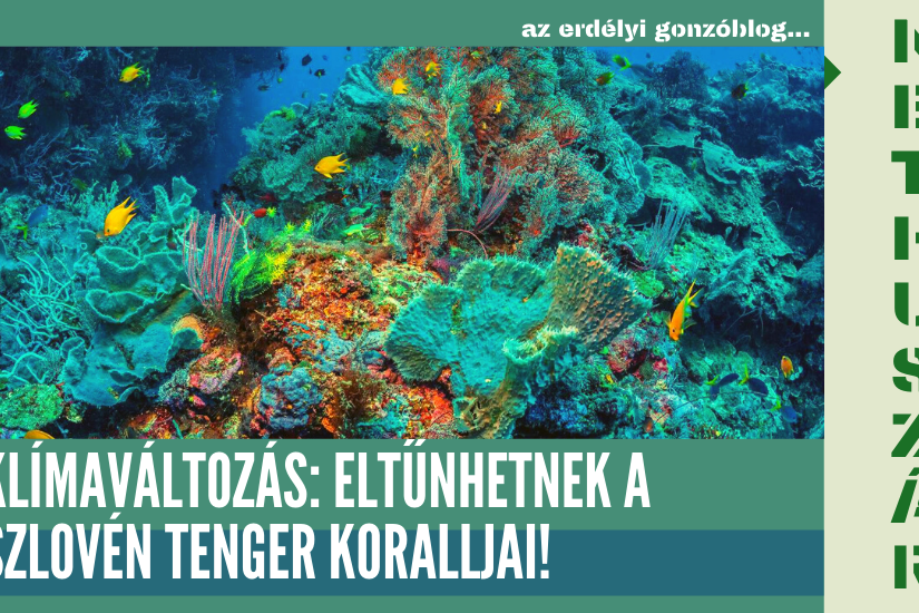 szloventenger_korall