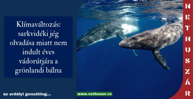 NETHUSZÁR (11)