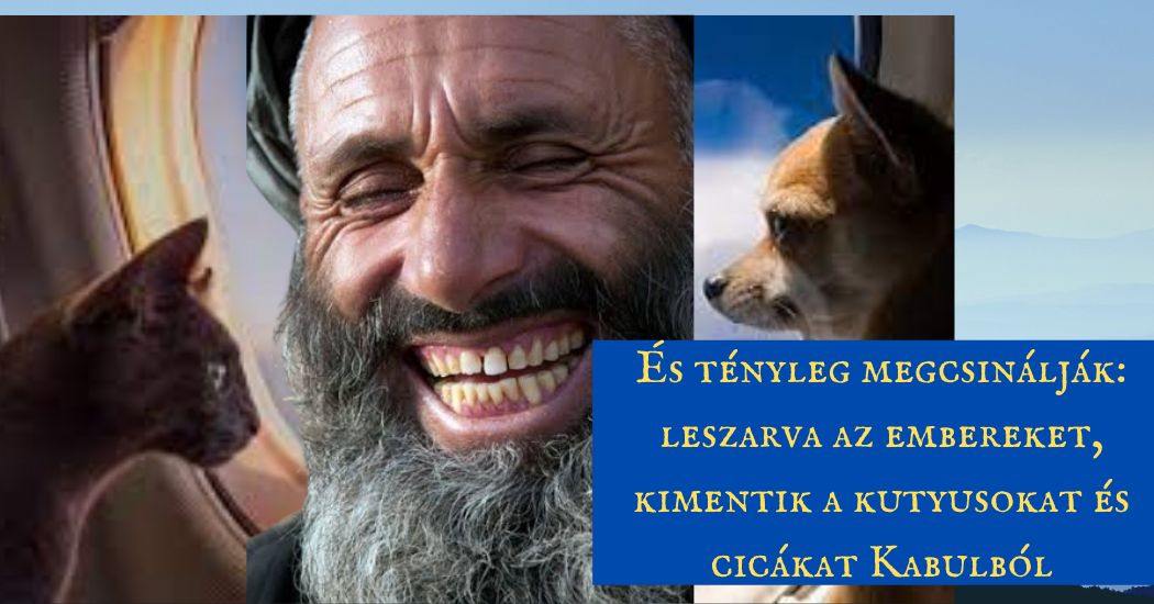 kabuli_cicak