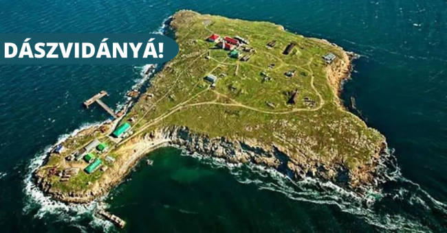 DÁSZVIDÁNYÁ!_kigyo_sziget