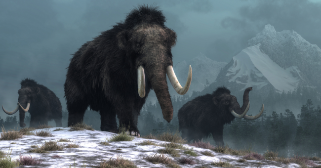 mamut