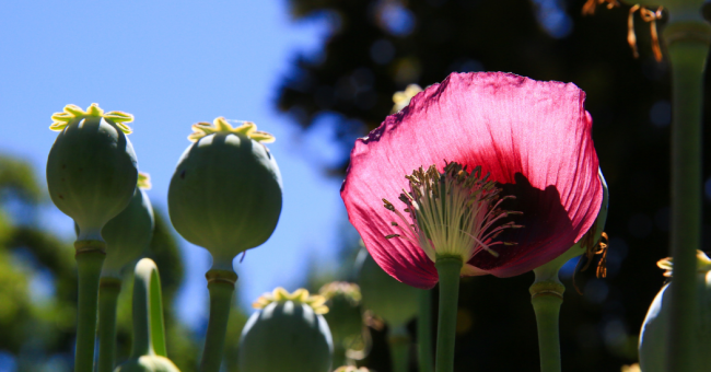 opium_ill