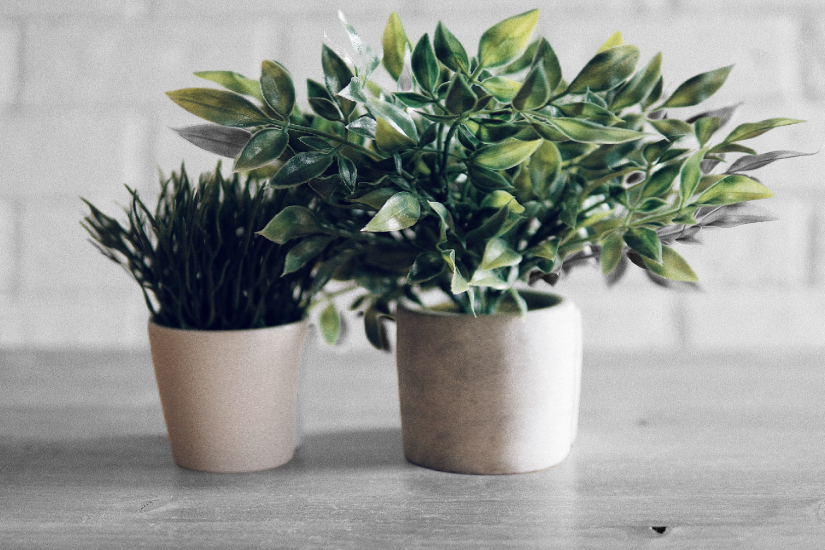 fotoszikntezis_noveny_illu