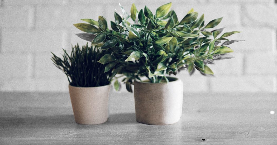 fotoszikntezis_noveny_illu