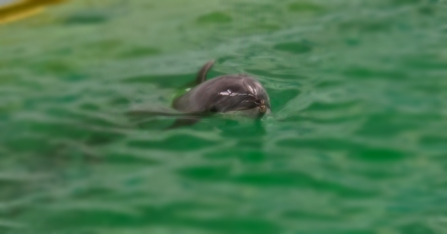 kis_delfin