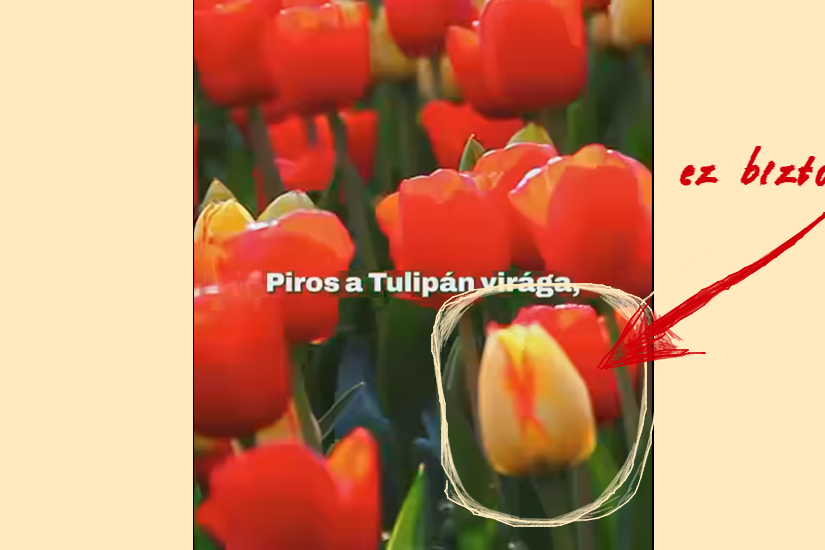 piros_tulipan_rmdsz_illu_borito