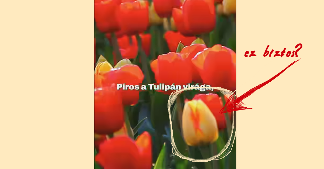 piros_tulipan_rmdsz_illu_borito