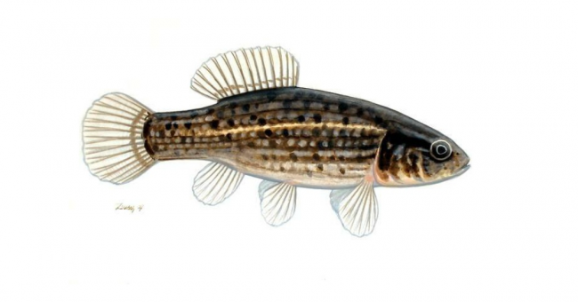 lapi_poc_wikipedia