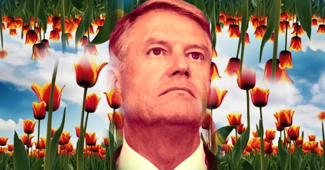 iohannis_tiulip